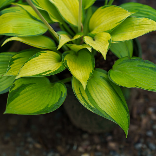 June Hosta