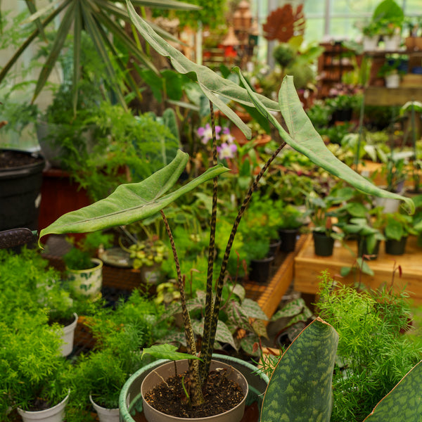 Jungle Cat Elephant Ear