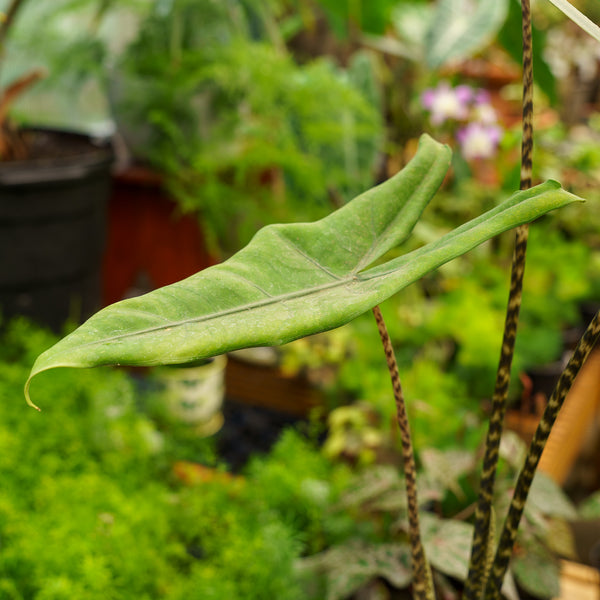 Jungle Cat Elephant Ear