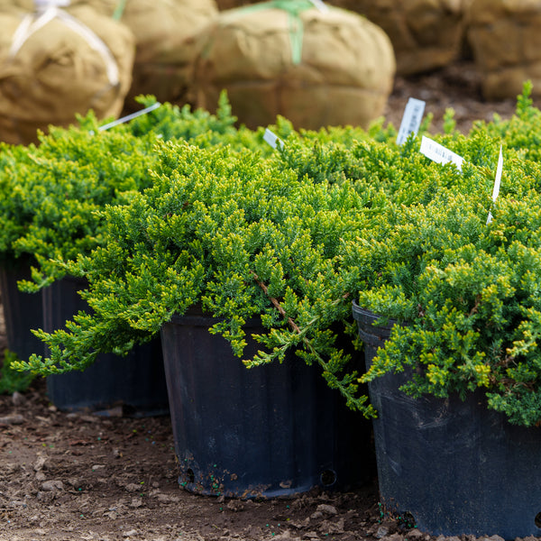 japanese garden plants in pots Nana Japanese Garden Juniper – Plant Detectives