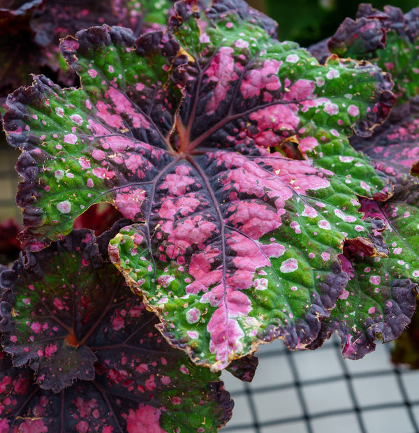 Jurassic Watermelon Rex Begonia - Begonias - Houseplants