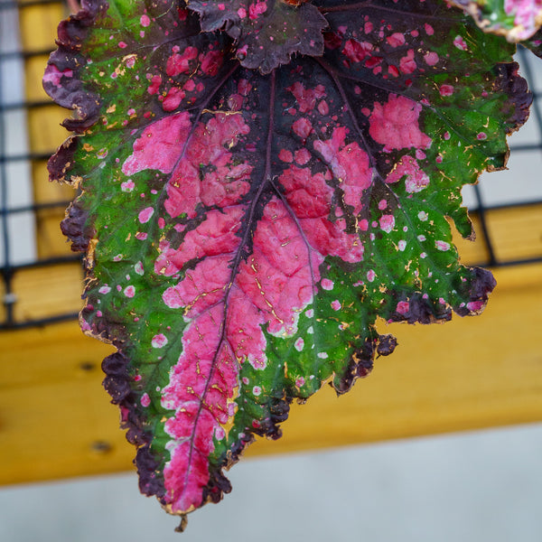 Jurassic Watermelon Rex Begonia - Begonias - Houseplants