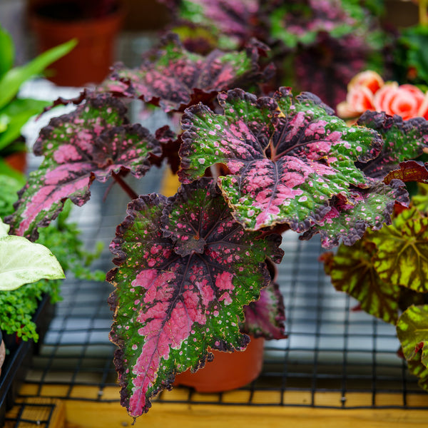 Jurassic Watermelon Rex Begonia - Begonias - Houseplants