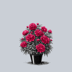 Karl Rosenfield Peony