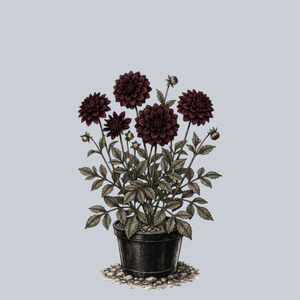 Karma Choc Dahlia