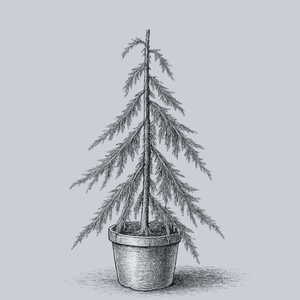 Kashmir Deodar Cedar