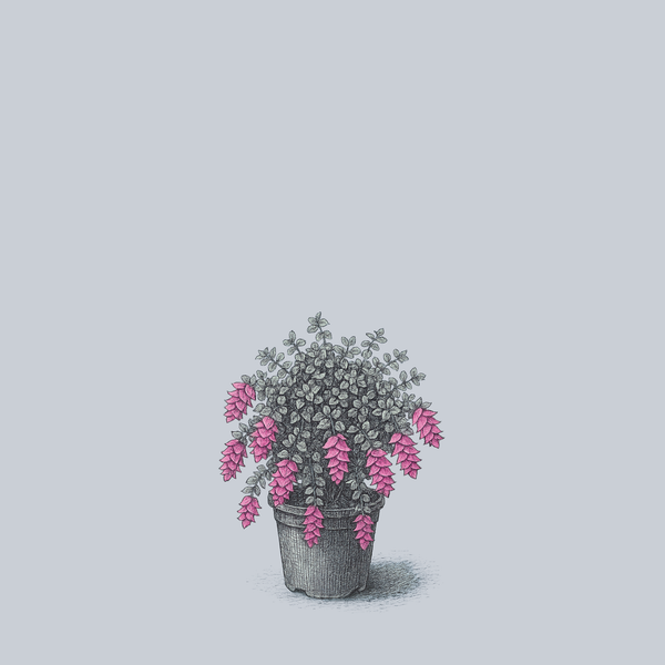 Kent Beauty Oregano