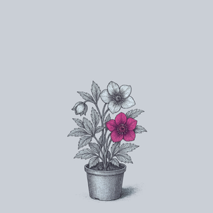 Kingston Cardinal Lenten Rose