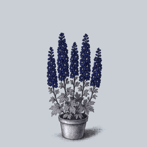 King Arthur Delphinium