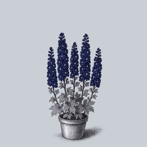 King Arthur Delphinium