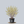 Load image into Gallery viewer, Kintoki Japanese Cornel Dogwood

