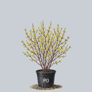 Kintoki Japanese Cornel Dogwood