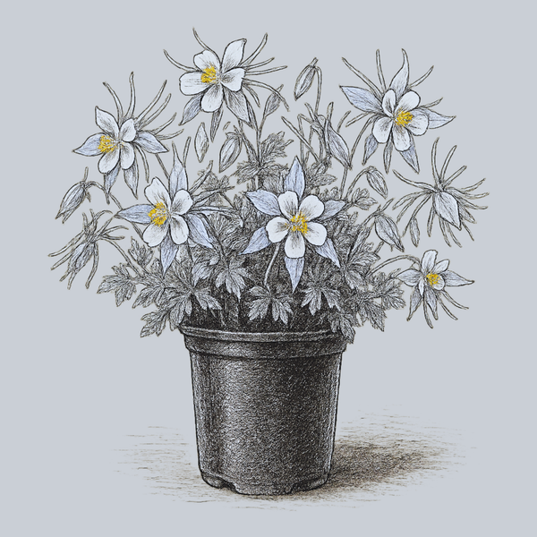 Kirigami Light Blue & White Columbine