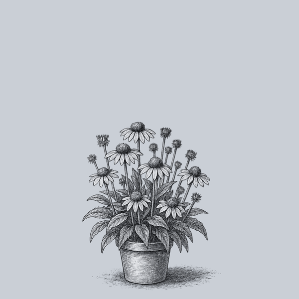 Kismet White Coneflower