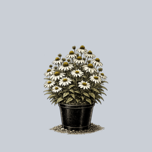 Kismet White Coneflower