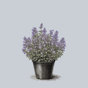 Kitten Around Catmint