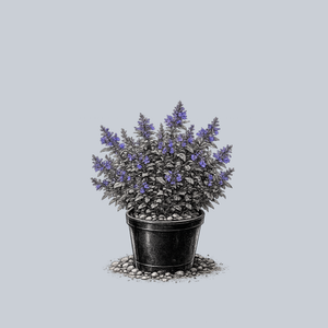 Kit Cat Catmint