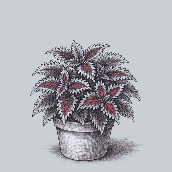 Kiwi Fern Coleus