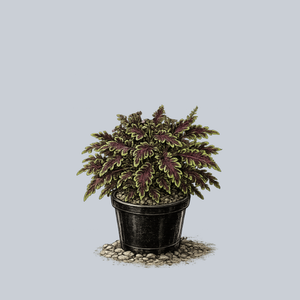 Kiwi Fern Coleus
