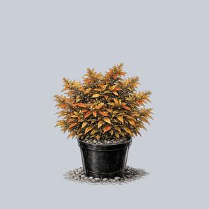 Kodiak Orange Bush Honeysuckle