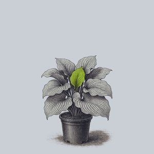 Komodo Dragon Hosta
