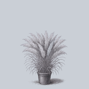 Korean Feather Reed Grass