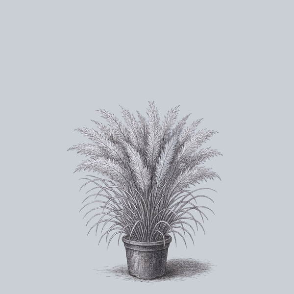 Korean Feather Reed Grass