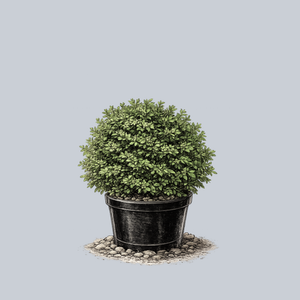 Korean Boxwood