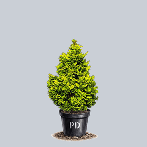 Kosteri Hinoki Cypress