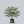 Load image into Gallery viewer, Kousa Dogwood

