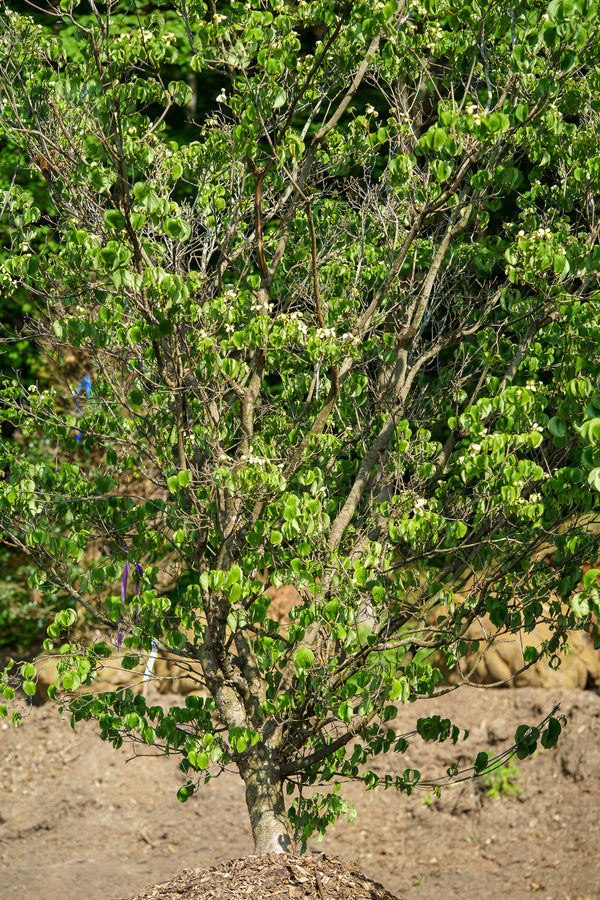 Kousa Dogwood - Dogwood Tree - Flowering Trees