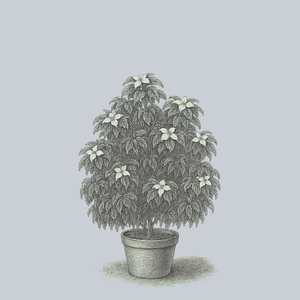 Kristin Lipka's Variegated Kousa Dogwood