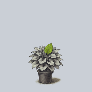 Krossa Regal Hosta