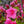 Load image into Gallery viewer, Kaempferi Azalea - Azalea - Shrubs
