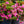 Load image into Gallery viewer, Kaempferi Azalea - Azalea - Shrubs
