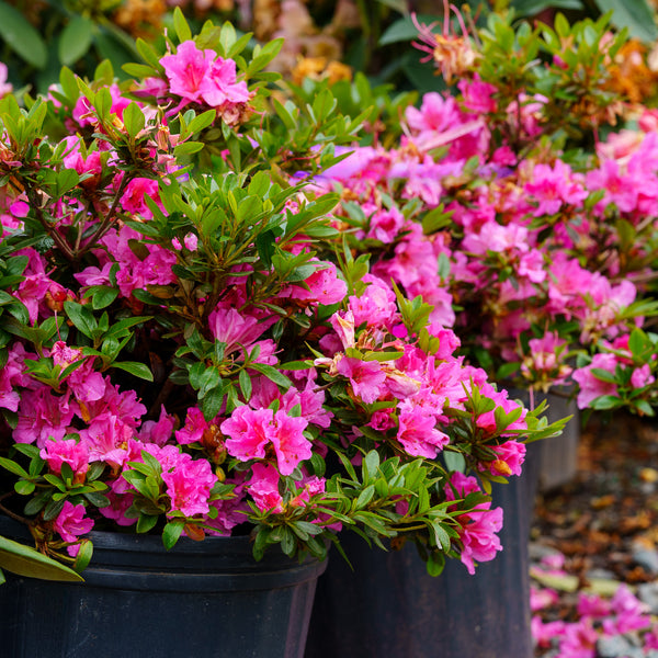 Kaempferi Azalea - Azalea - Shrubs