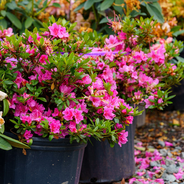 Kaempferi Azalea - Azalea - Shrubs