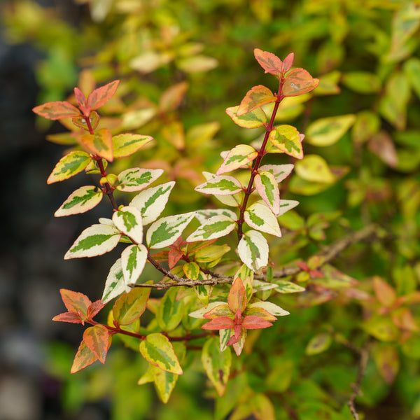 Kaleidoscope Abelia