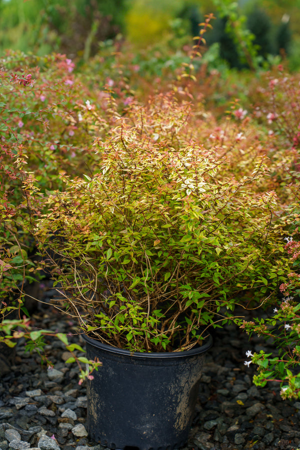 Kaleidoscope Abelia