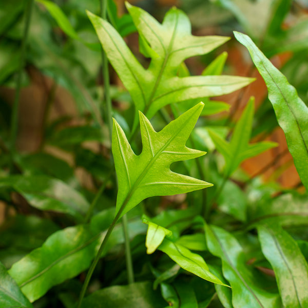 Kangaroo Fern