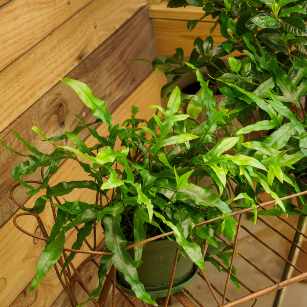 Kangaroo Fern