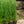 Load image into Gallery viewer, Karl Foerster Feather Reed Grass
