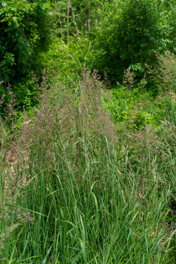 Karl Foerster Feather Reed Grass