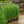 Load image into Gallery viewer, Karl Foerster Feather Reed Grass
