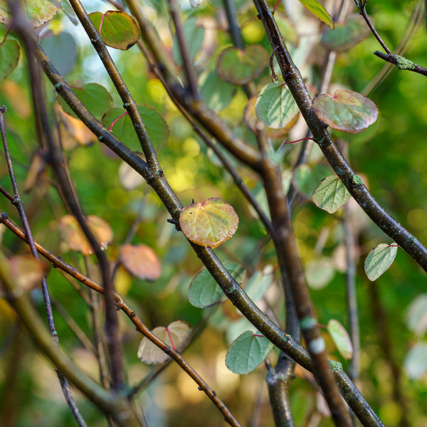 Katsura