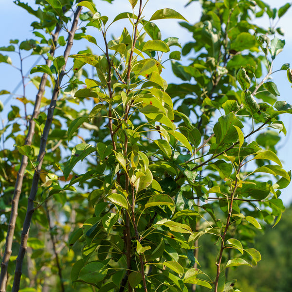 Kikusui Asian Pear