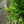 Load image into Gallery viewer, Kimberly Queen Fern
