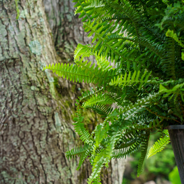 Kimberly Queen Fern