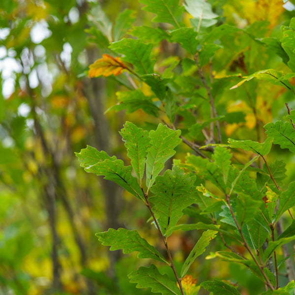 Kindred Spirit Oak