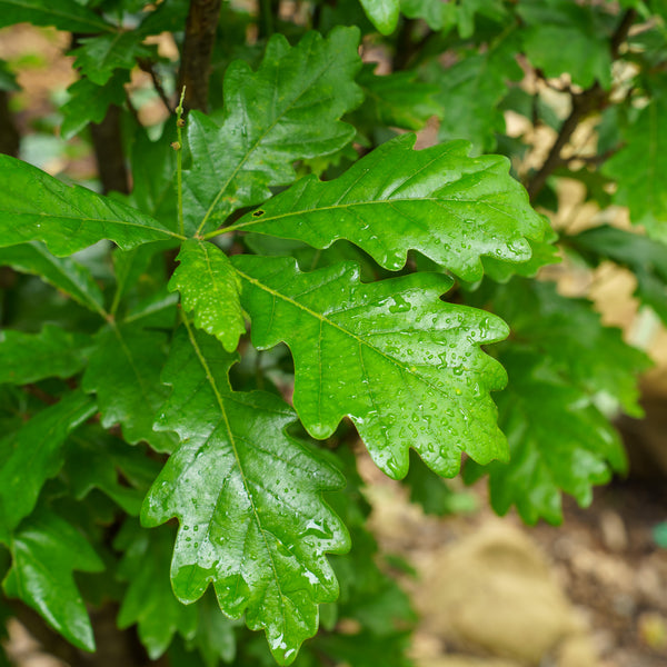 Kindred Spirit Oak
